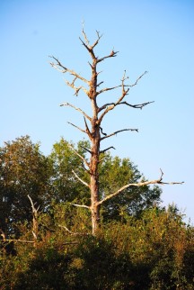 dying-tree